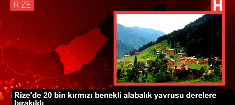 Rize'de 20 bin kırmızı benekli alabalık yavrusu derelere bırakıldı