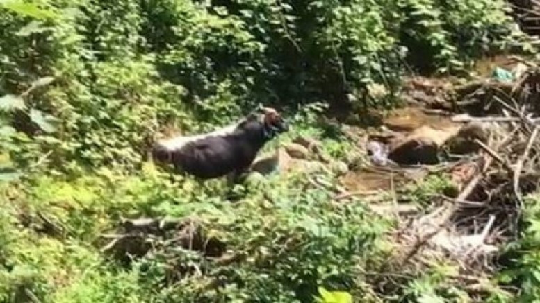 Rize'de kaçan boğa sahibini hastanelik etti